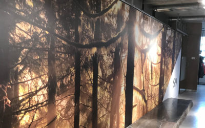 Canada Goose Shop Fronts